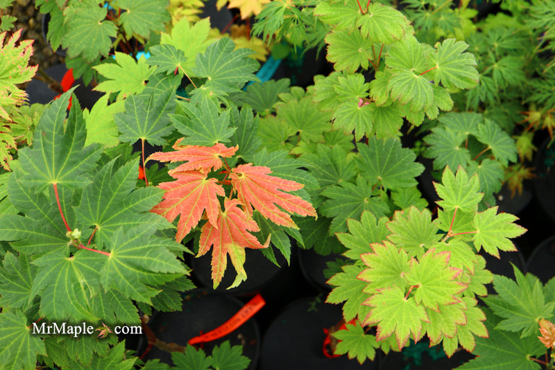 - Acer japonicum 'Taki no gawa' Full Moon Japanese Maple - Mr Maple │ Buy Japanese Maple Trees