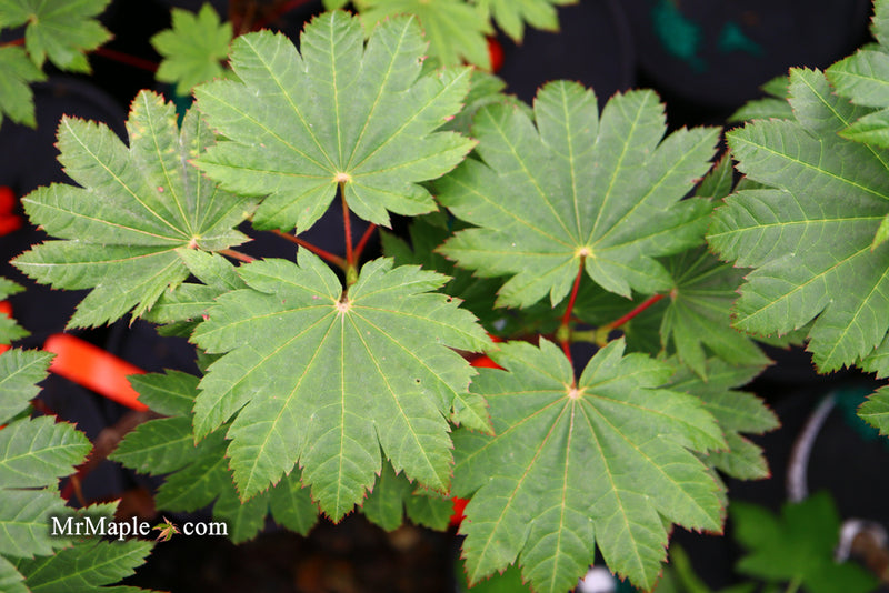 - Acer japonicum 'Taki no gawa' Full Moon Japanese Maple - Mr Maple │ Buy Japanese Maple Trees