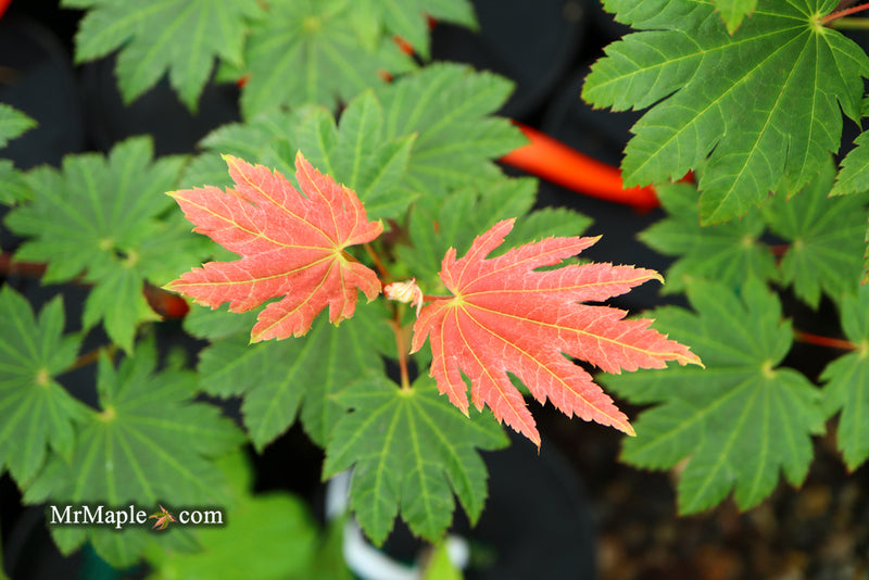 - Acer japonicum 'Taki no gawa' Full Moon Japanese Maple - Mr Maple │ Buy Japanese Maple Trees