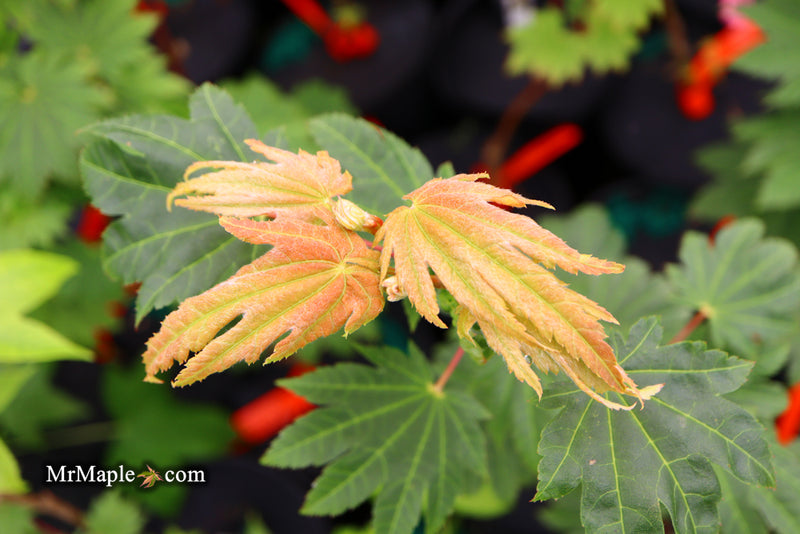 - Acer japonicum 'Taki no gawa' Full Moon Japanese Maple - Mr Maple │ Buy Japanese Maple Trees