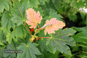 - Acer japonicum 'Taki no gawa' Full Moon Japanese Maple - Mr Maple │ Buy Japanese Maple Trees