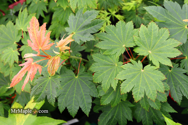 - Acer japonicum 'Taki no gawa' Full Moon Japanese Maple - Mr Maple │ Buy Japanese Maple Trees