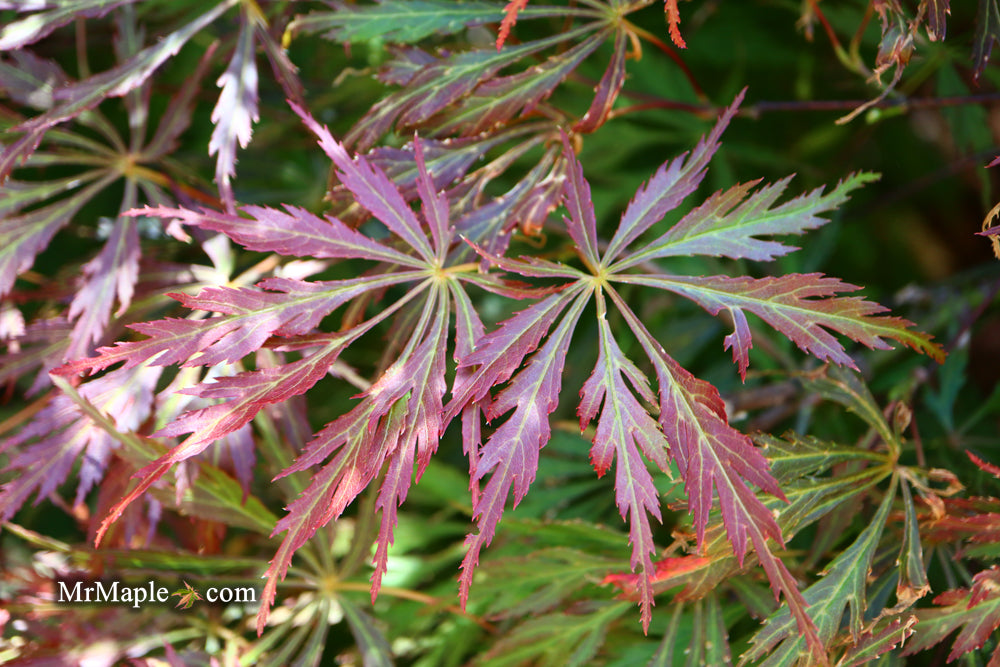 Acer palmatum 'Baby Lace Lexington' Laceleaf Japanese Maple