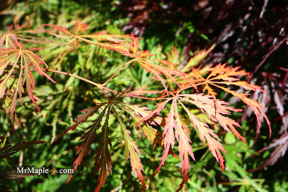 Acer palmatum 'Baby Lace Lexington' Laceleaf Japanese Maple