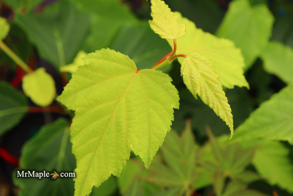 Acer tegmentosum x 'Bump' Snakebark Japanese Maple