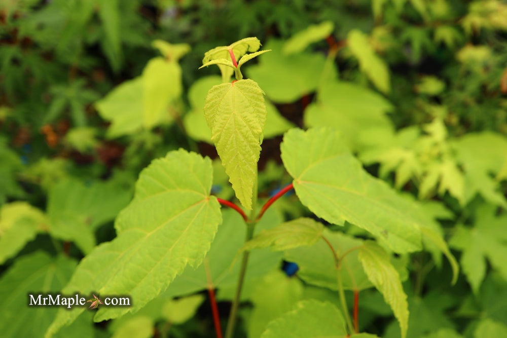 Acer tegmentosum x 'Bump' Snakebark Japanese Maple