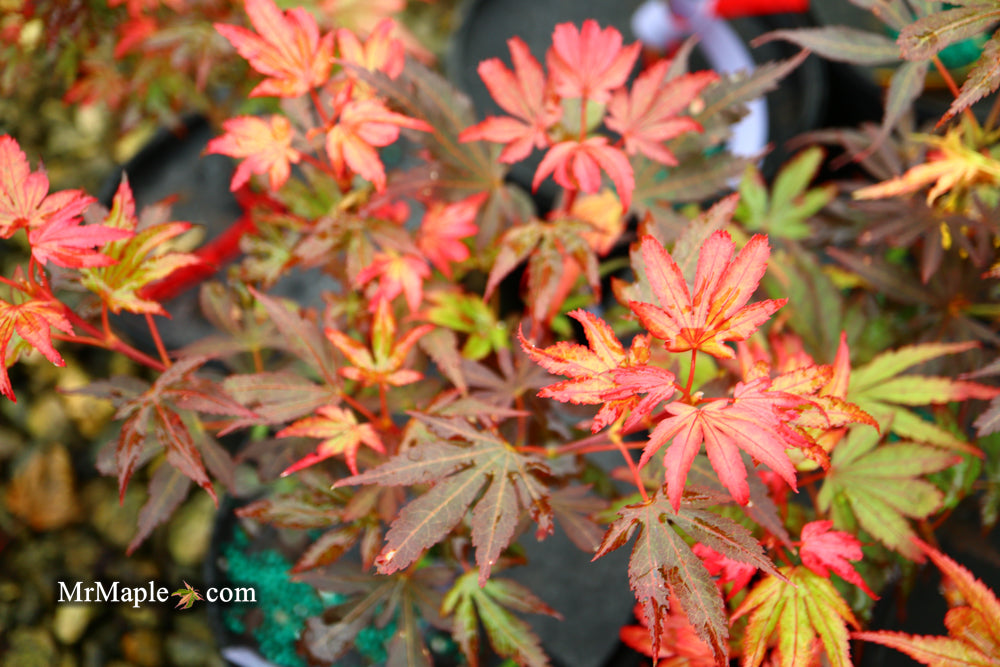 Acer palmatum 'Judy Girl Broom' Rare Japanese Maple