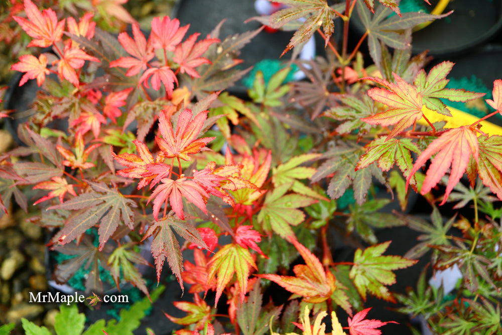 Acer palmatum 'Judy Girl Broom' Rare Japanese Maple