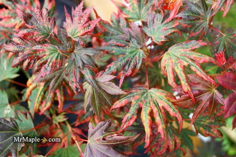 - Acer palmatum x 'Purple Curl' Japanese Maple - Mr Maple │ Buy Japanese Maple Trees
