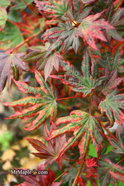 - Acer palmatum x 'Purple Curl' Japanese Maple - Mr Maple │ Buy Japanese Maple Trees