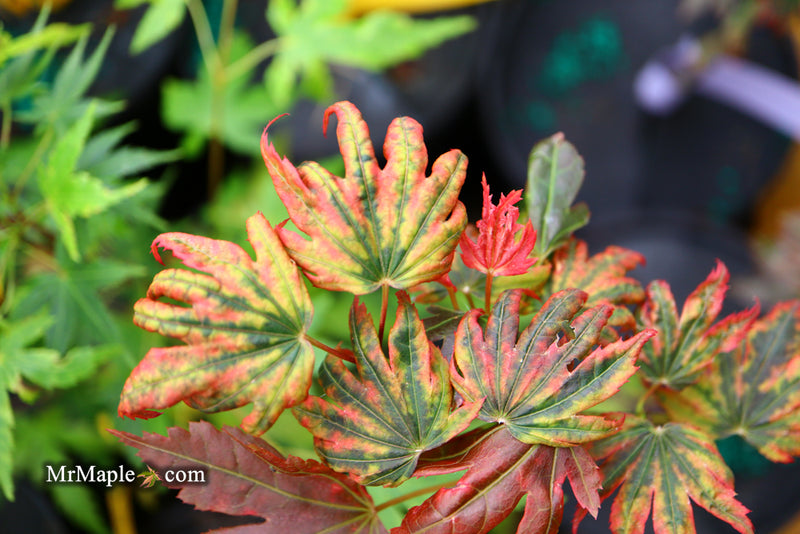 - Acer palmatum x 'Purple Curl' Japanese Maple - Mr Maple │ Buy Japanese Maple Trees