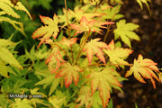 - Acer palmatum 'Orange Dream' Japanese Maple - Mr Maple │ Buy Japanese Maple Trees