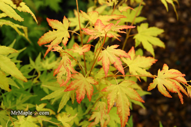 - Acer palmatum 'Orange Dream' Japanese Maple - Mr Maple │ Buy Japanese Maple Trees