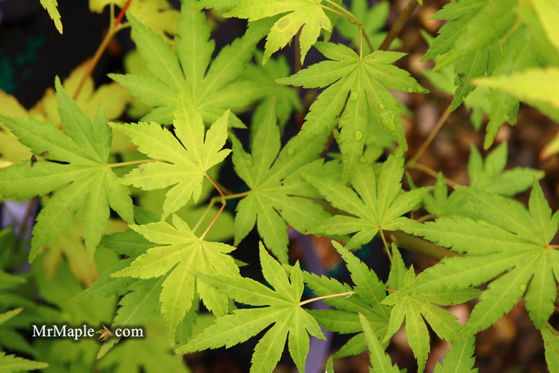 - Acer palmatum 'Orange Dream' Japanese Maple - Mr Maple │ Buy Japanese Maple Trees