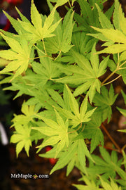 - Acer palmatum 'Orange Dream' Japanese Maple - Mr Maple │ Buy Japanese Maple Trees