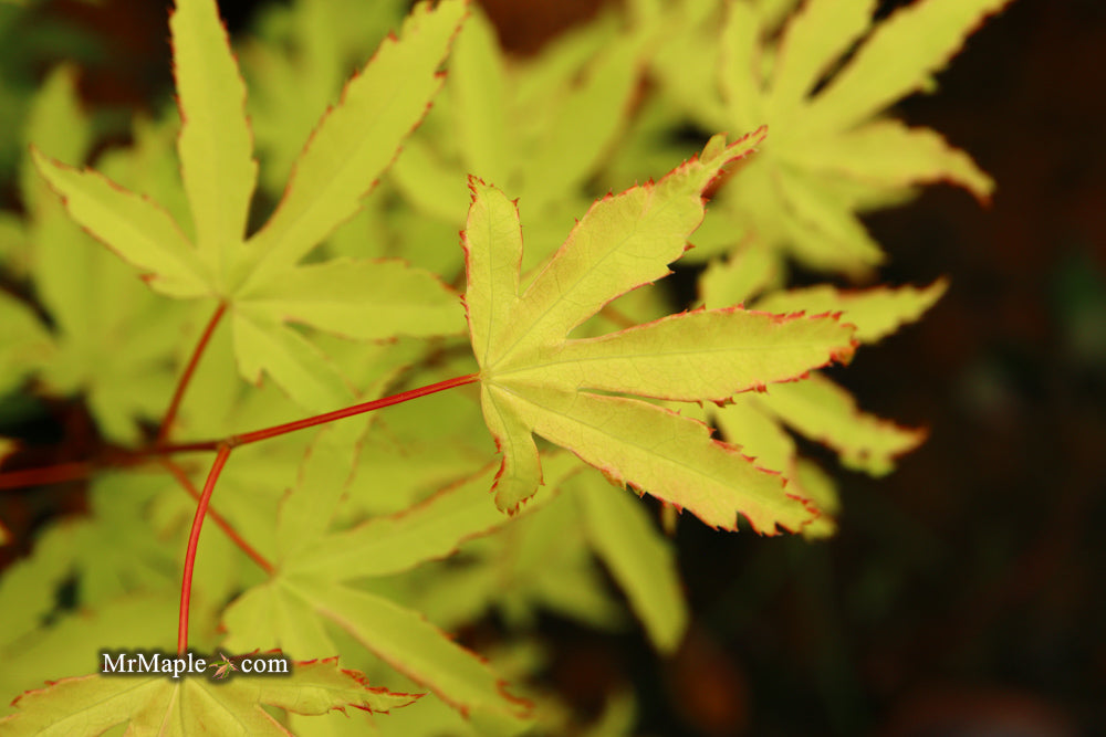 FOR PICKUP ONLY | Acer palmatum 'Anne-Irene' Japanese Maple | DOES NOT SHIP