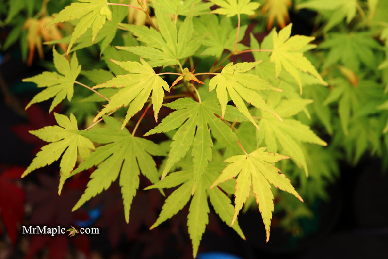 - Acer palmatum 'Orange Dream' Japanese Maple - Mr Maple │ Buy Japanese Maple Trees