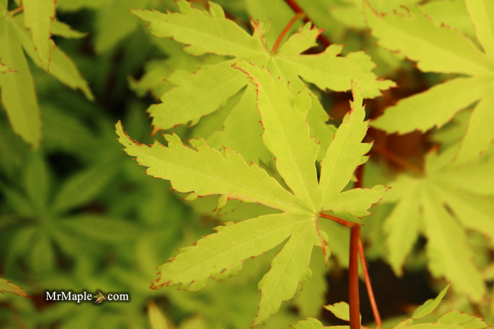 FOR PICKUP ONLY | Acer palmatum 'Anne-Irene' Japanese Maple | DOES NOT SHIP