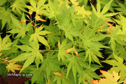 - Acer palmatum 'Orange Dream' Japanese Maple - Mr Maple │ Buy Japanese Maple Trees