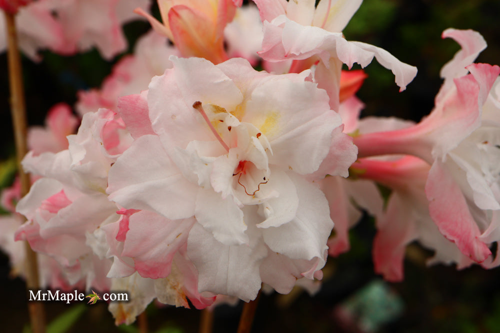 Azalea 'Jack A. Sand’ Pink Flowers Deciduous Azalea