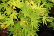 - Acer palmatum 'Orange Dream' Japanese Maple - Mr Maple │ Buy Japanese Maple Trees