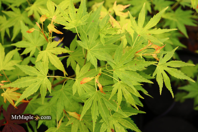 - Acer palmatum 'Orange Dream' Japanese Maple - Mr Maple │ Buy Japanese Maple Trees