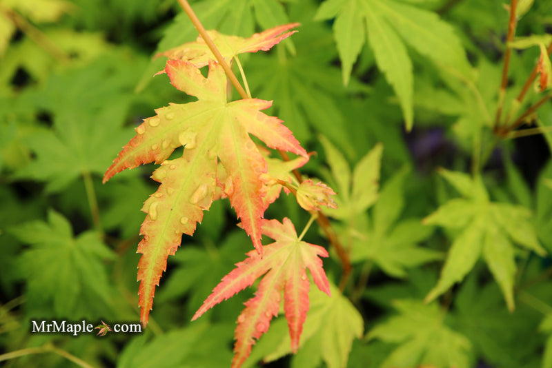 - Acer palmatum 'Orange Dream' Japanese Maple - Mr Maple │ Buy Japanese Maple Trees