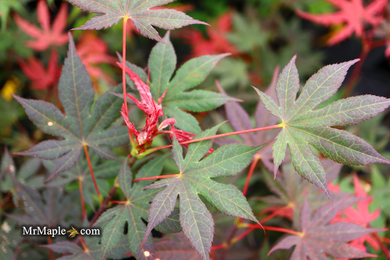 - Acer palmatum 'Purple Ghost' Japanese Maple - Mr Maple │ Buy Japanese Maple Trees