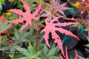 - Acer palmatum 'Purple Ghost' Japanese Maple - Mr Maple │ Buy Japanese Maple Trees