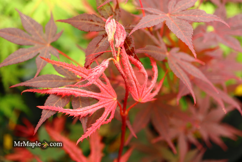 - Acer palmatum 'Purple Ghost' Japanese Maple - Mr Maple │ Buy Japanese Maple Trees