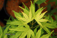 - FOR PICKUP ONLY | Acer palmatum 'Tattoo' Dwarf Japanese Maple | DOES NOT SHIP - Mr Maple │ Buy Japanese Maple Trees