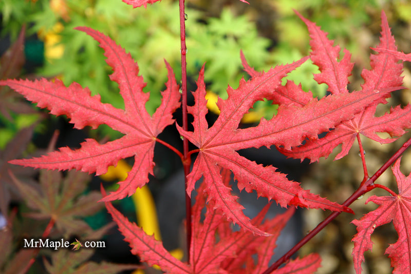 - Acer palmatum 'Purple Ghost' Japanese Maple - Mr Maple │ Buy Japanese Maple Trees
