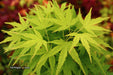 - FOR PICKUP ONLY | Acer palmatum 'Tattoo' Dwarf Japanese Maple | DOES NOT SHIP - Mr Maple │ Buy Japanese Maple Trees