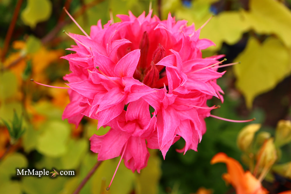 Azalea 'Homebush’ Bright Pink Flowers Deciduous Azalea