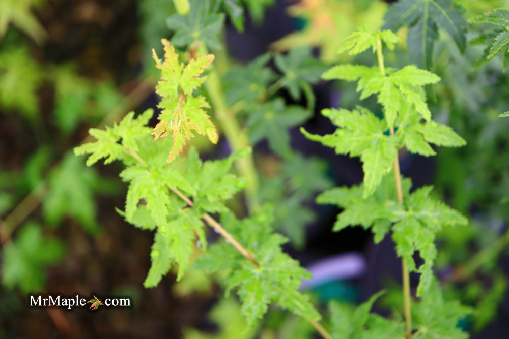 Acer palmatum 'Nanyat' Green Bark Dwarf Japanese Maple