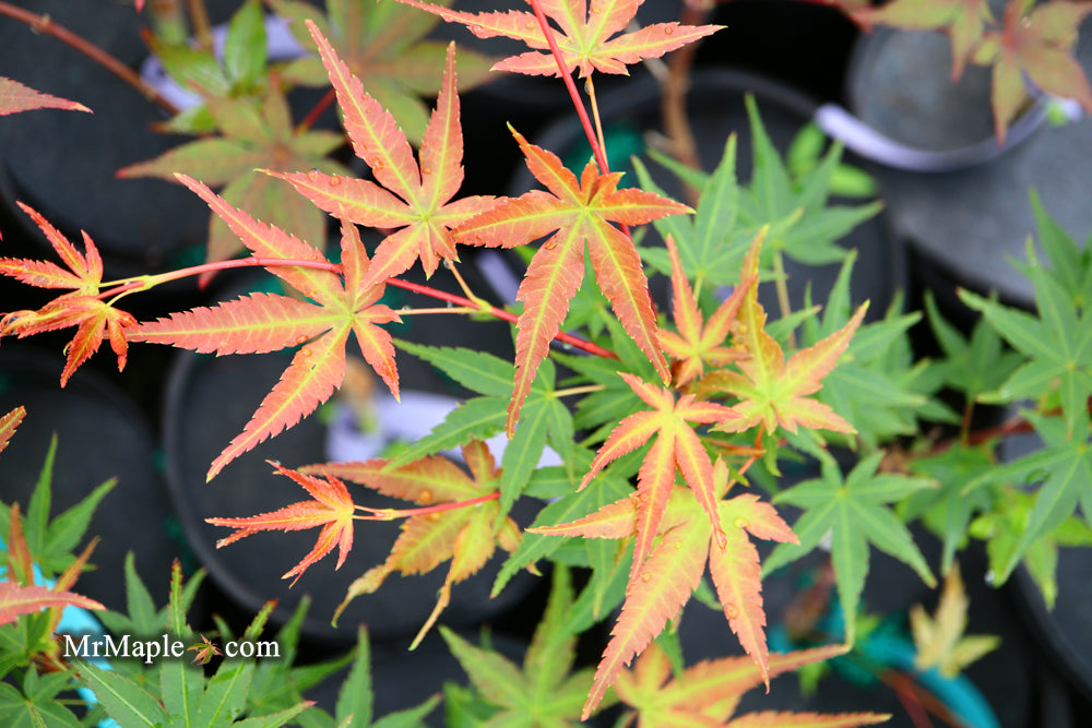 Acer palmatum 'Phoenix' Japanese Maple