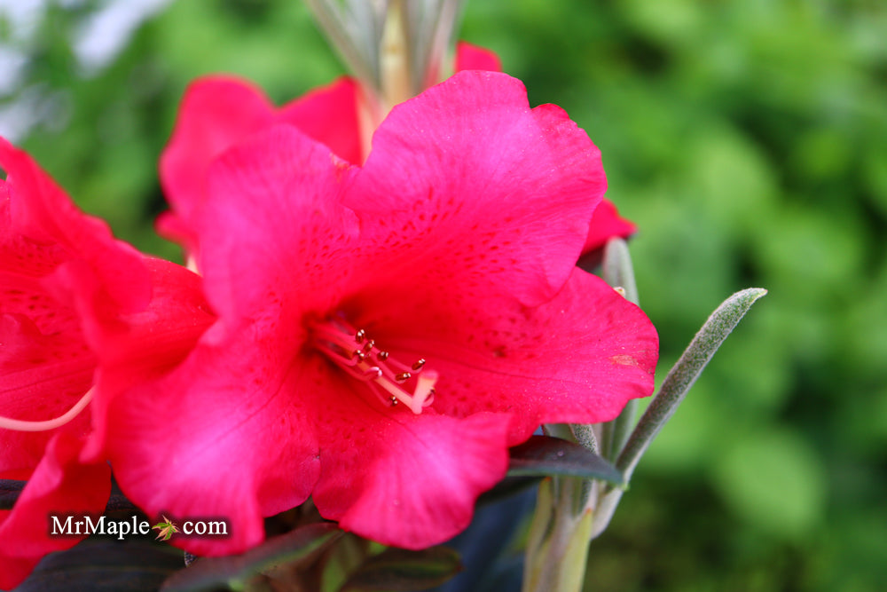 Rhododendron 'Fred Peste' Deep Red Blooms