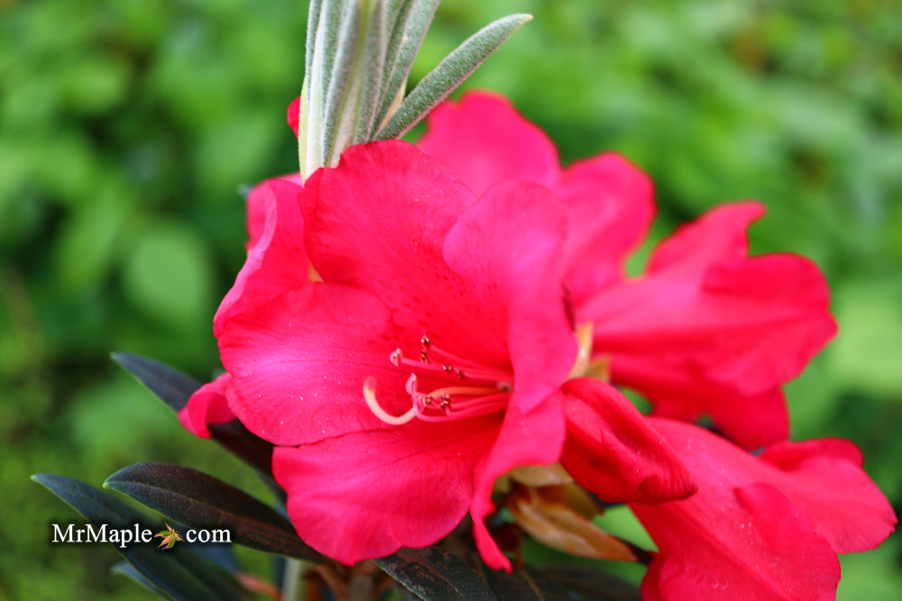 Rhododendron 'Fred Peste' Deep Red Blooms