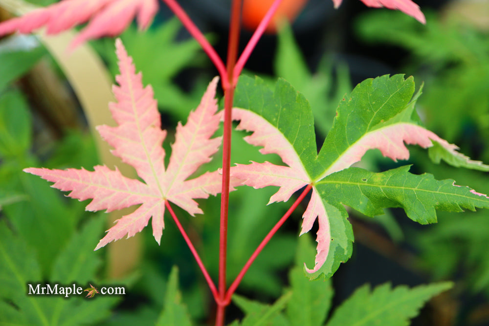 Acer palmatum 'Cotton Candy' Pink Variegated Japanese Maple