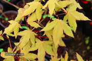 - Acer oliverianum x 'Mystic Jewel' Japanese Maple - Mr Maple │ Buy Japanese Maple Trees