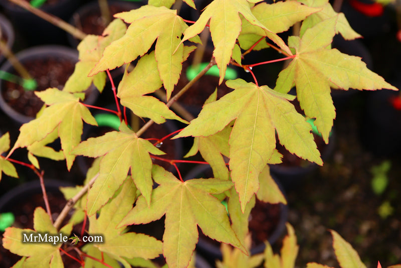 - Acer oliverianum x 'Mystic Jewel' Japanese Maple - Mr Maple │ Buy Japanese Maple Trees