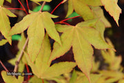 - Acer oliverianum x 'Mystic Jewel' Japanese Maple - Mr Maple │ Buy Japanese Maple Trees