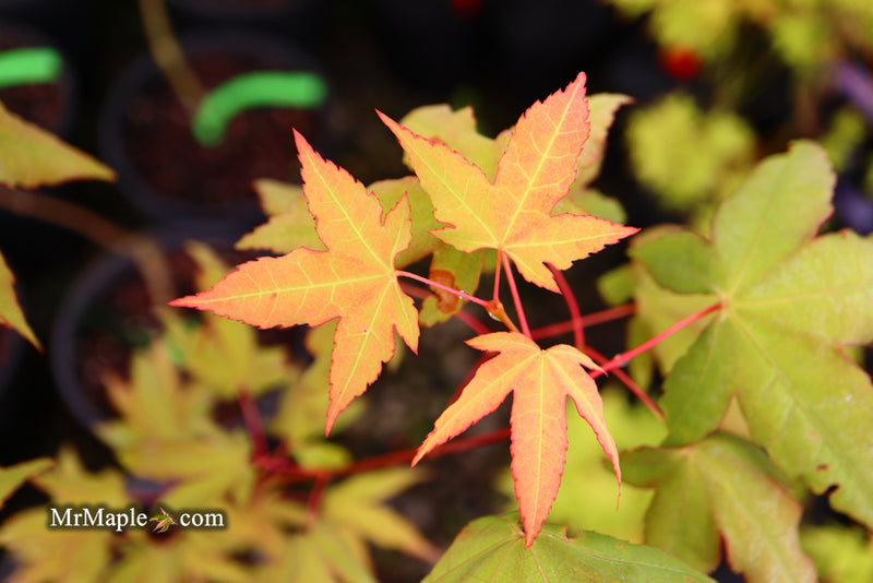 - Acer oliverianum x 'Mystic Jewel' Japanese Maple - Mr Maple │ Buy Japanese Maple Trees