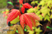 - Acer oliverianum x 'Mystic Jewel' Japanese Maple - Mr Maple │ Buy Japanese Maple Trees