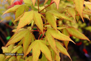 - Acer oliverianum x 'Mystic Jewel' Japanese Maple - Mr Maple │ Buy Japanese Maple Trees