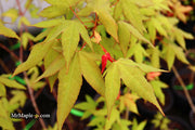 - Acer oliverianum x 'Mystic Jewel' Japanese Maple - Mr Maple │ Buy Japanese Maple Trees