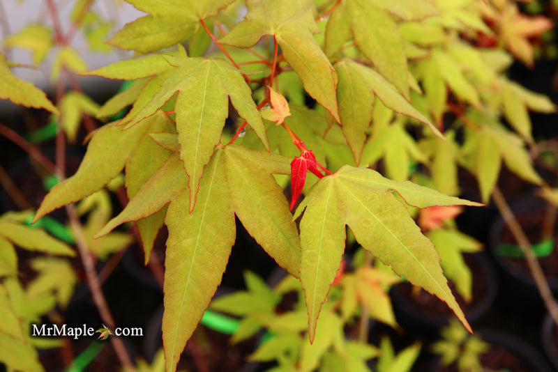 - Acer oliverianum x 'Mystic Jewel' Japanese Maple - Mr Maple │ Buy Japanese Maple Trees