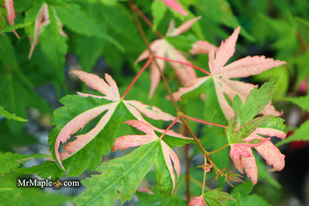 Acer palmatum 'Cotton Candy' Pink Variegated Japanese Maple