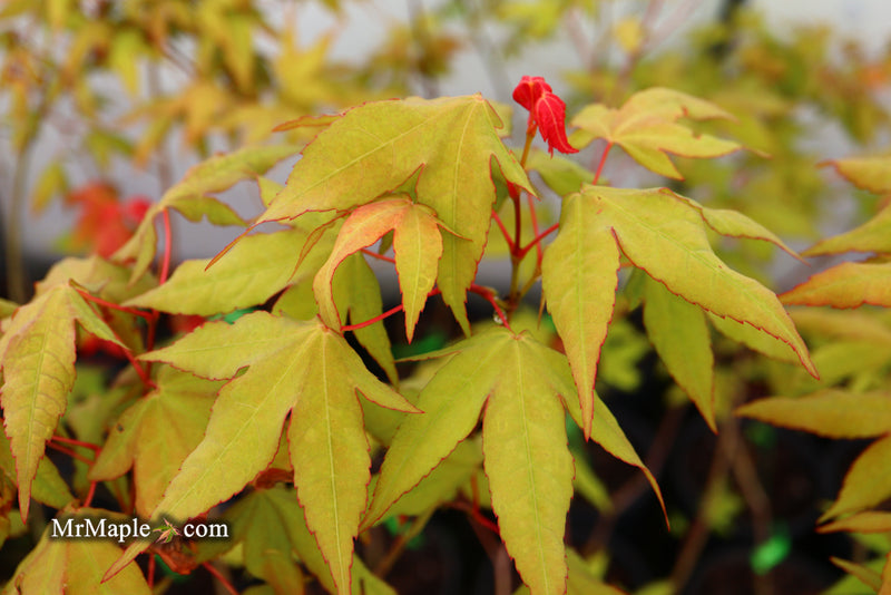 - Acer oliverianum x 'Mystic Jewel' Japanese Maple - Mr Maple │ Buy Japanese Maple Trees