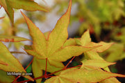 - Acer oliverianum x 'Mystic Jewel' Japanese Maple - Mr Maple │ Buy Japanese Maple Trees